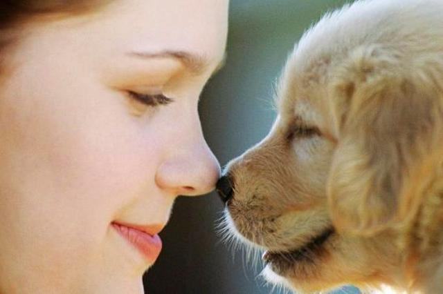 como-mimar-o-seu-melhor-amigo-canino